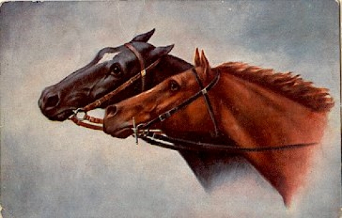 Brown horse head artist card o 15.07.1916