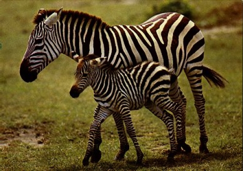 Zebra with foal, * approx. 1970