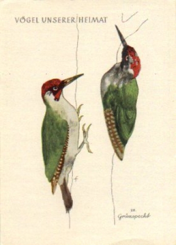 Green woodpecker drawing * ca. 1950