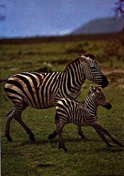 Zebra with foal * ca. 1970