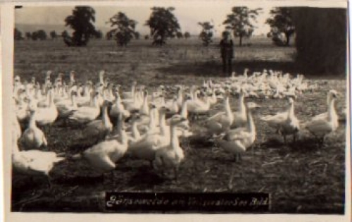 Goose pasture Weissiedler See o 8.6.1932
