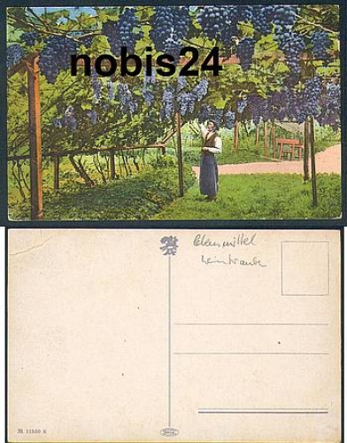 Winzer  im Weinberg Obst *ca. 1920