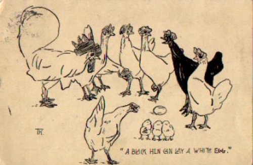 Chickens Birds Artist Card TK. or 8/3/1911
