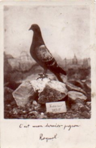 Carrier pigeon breed poultry real photo o 8.6.1935
