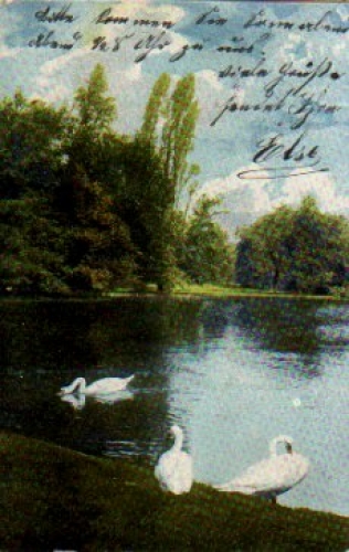 Swans in the Park o 25.2.1905