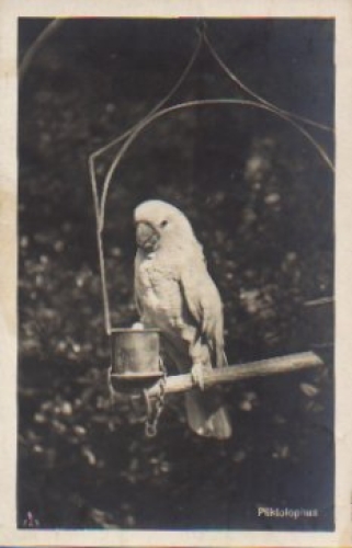 Cockatoo parrot species, real photo * approx. 1910