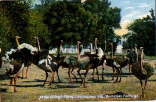 Ostrich Farm * ca. 1910