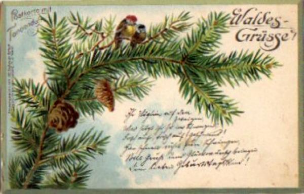Sparrows on fir branch Forest greetings o 22.10.1900