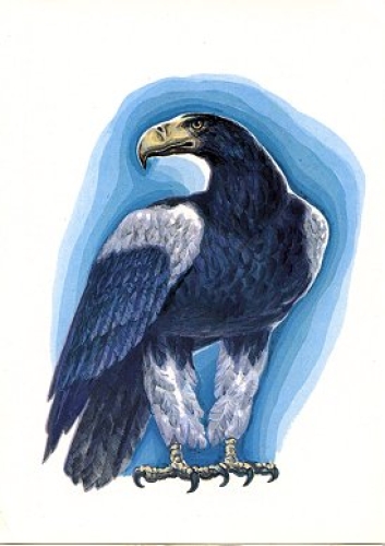 Eagle Artist card * approx. 1970