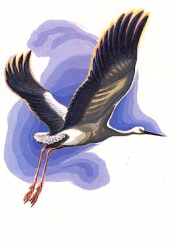 flying stork artist card * ca. 1970