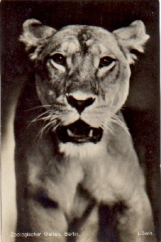 Berlin Zoological Garden Lioness *ca. 1950