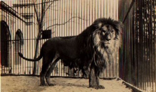 Löwenmännchen Echtfotokarte * ca. 1950