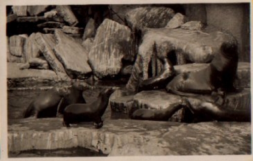 Hamburg Stellingen Carl Hagenbecks Tierpark Zoo Walrosse Seelöwen Seebären * ca. 1950