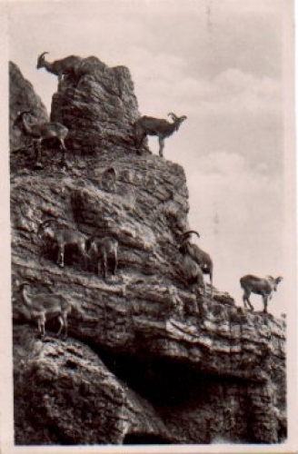 Hamburg Stellingen, Carl Hagenbeck's Tierpark Zoo Mane Sheep o 13.6.1939