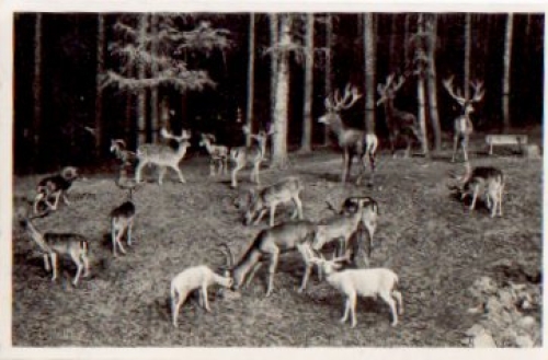 01468 Moritzburg Wild feeding place *approx. 1940