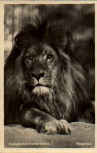 Berlin Zoologischer Garten Atlaslöwe *ca. 1940