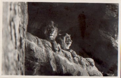 Stellingen Hamburg Hagenbecks Zoo Löwen * ca. 1940