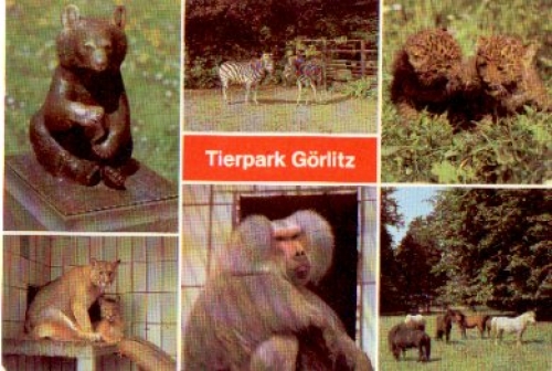 Görlitz Zoo bears, horses, monkeys, cats, gebr. circa 1970