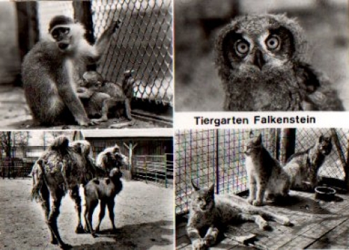Falkenstein Tiergarten Zoo owl monkey cat camel *approx. 1970