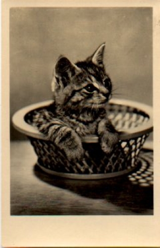 Cat in basket, used 06/12/1957