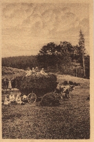 Agriculture harvest helper on a wagon with hay, cow * ca.1925