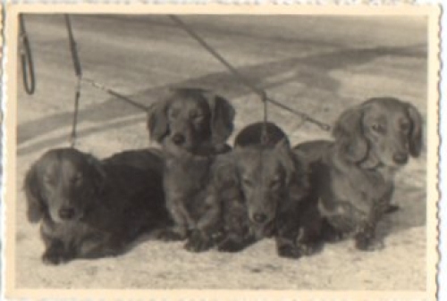 Dachshund on a leash, real photo k. AK., * Approx. 1950