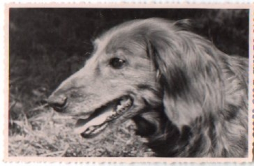 Dachshund in the grass, real photo No AK., * Approx. 1950