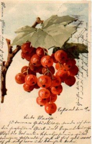 Currant branch, artist card Catharina Klein o 9.10.1903