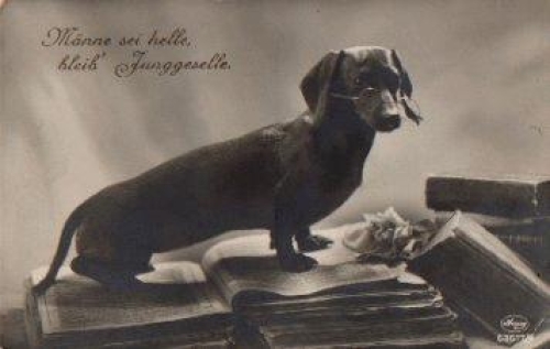Dachshund with glasses on books, real photo * approx. 1930