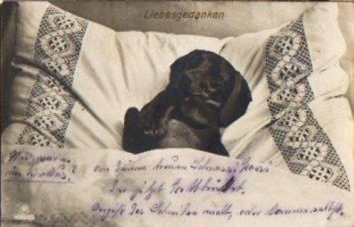 Dachshund in bed real photo love thoughts gebr. 11/21/1928