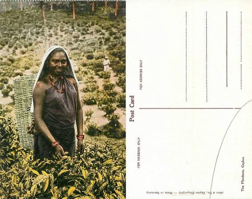 Ceylon tea picker * approx. 1920