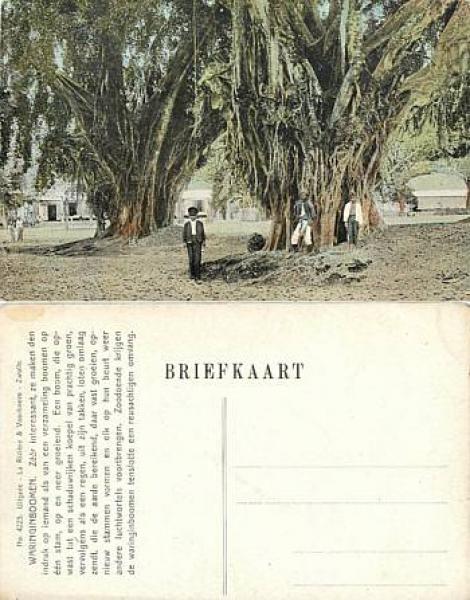 Java Tjimahi Waringinboomen Dutch East Indies Hindia-Belanda *ca. 1910