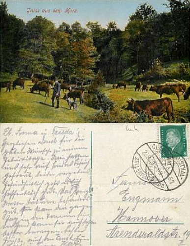 Cows in the Harz Mountains August 22, 1929