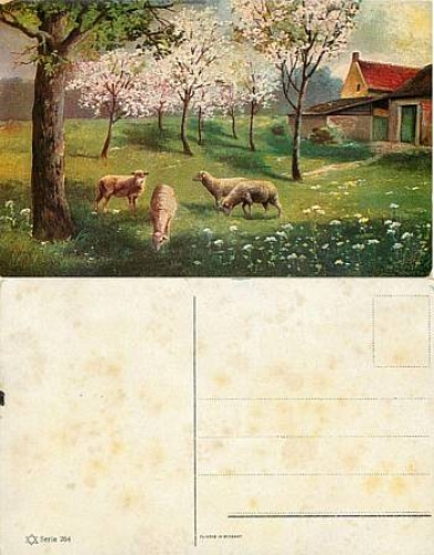 Schafe Serie 264  *ca. 1920