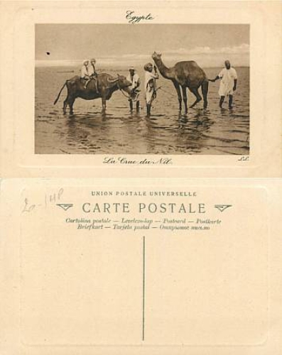 Wasserbüffel und Kamel *ca. 1930