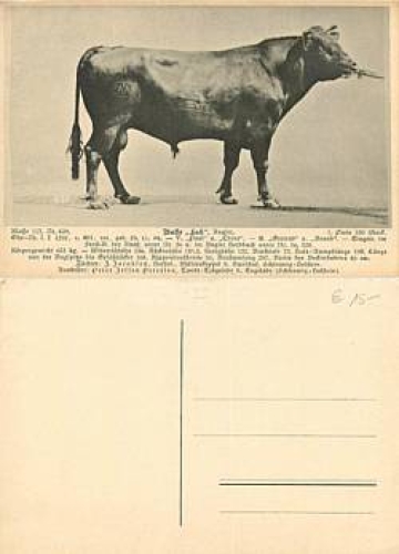 Breeding bull Let * approx. 1920