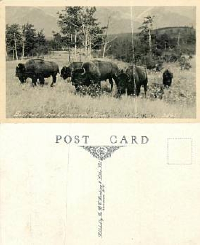 Buffalo herd USA * approx. 1930