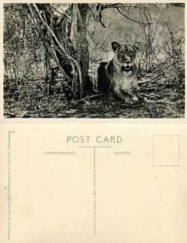 Lion in Kruger national Park *ca. 1930