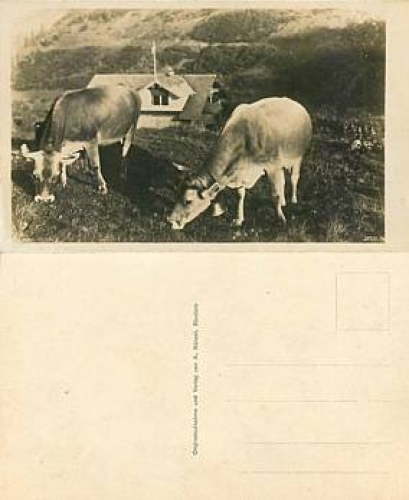 Cows in the alps real photo *ca. 1940