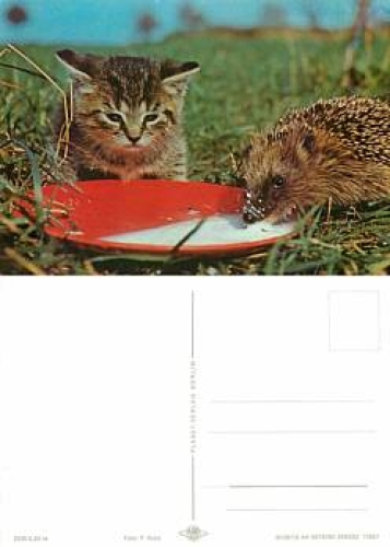 Katze mit Igel *ca. 1976