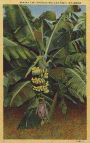 Florida banana plantation, * approx. 1920