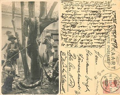 Snakes Dutch India o Medan 18.7.1926