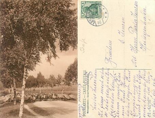 Schafherde o 26.4.1907