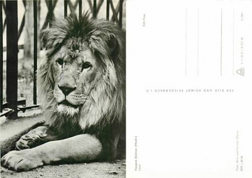 Lion Tierpark Güstrow *ca. 1968