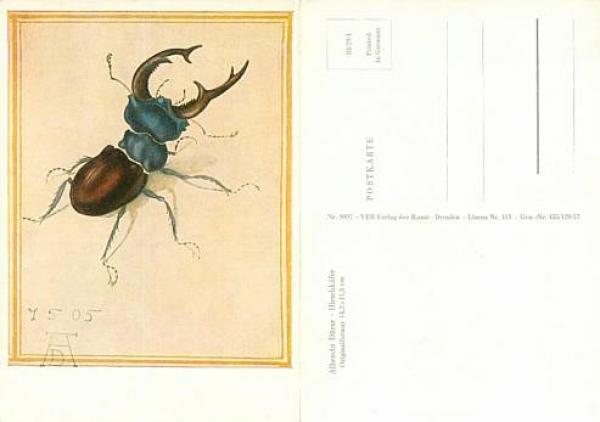 Hirschhornkäfer Künstlerkarte Albrecht Dürer *ca.1957