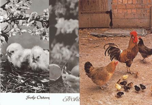 Chicken rooster chick 3 around 1970