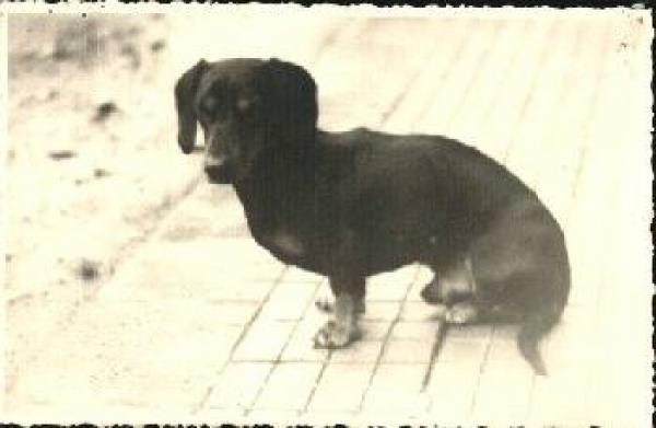 Sitting dachshund real photo * approx. 1930