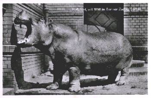Berlin Zoological Garden Animal Park Hippo *approx. 1960