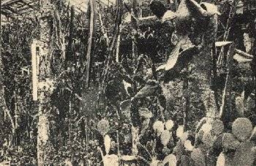 Dahlem Botanical Garden Berlin cacti fleshy euphorbia *ca. 1920