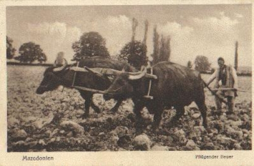 Macedonia Plowing Farmer Agriculture o 5.1.1917